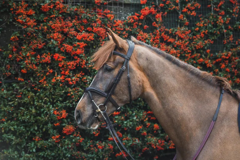 Mackey Legends Athena Bridle in Black